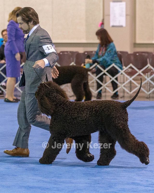 17 - GCH CH Quiet Storm My Boy's Wicked Smart  CGCA TKA (Bayes)