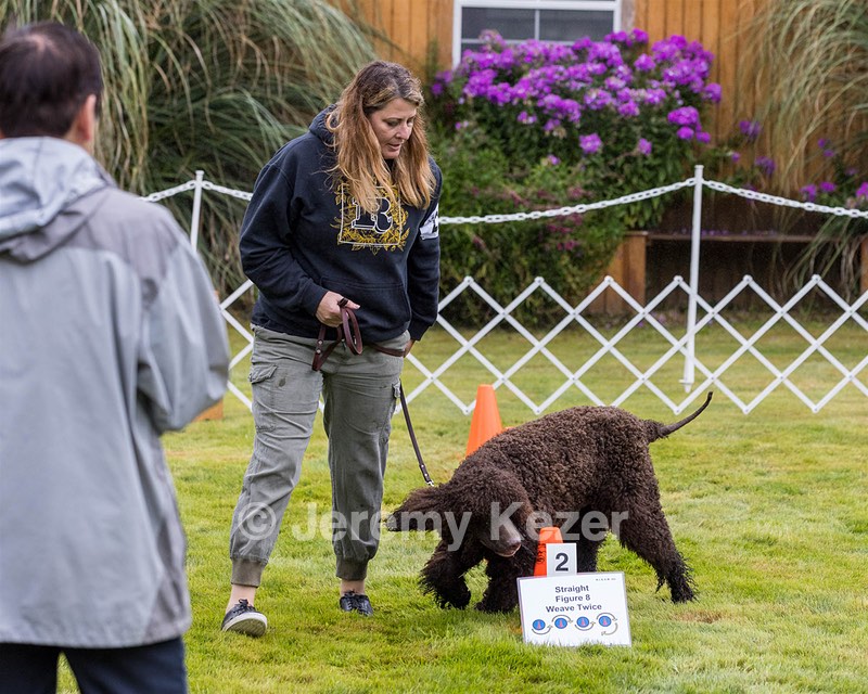 2204 - GCH CH BREKKON'S FIRST MARK CGC