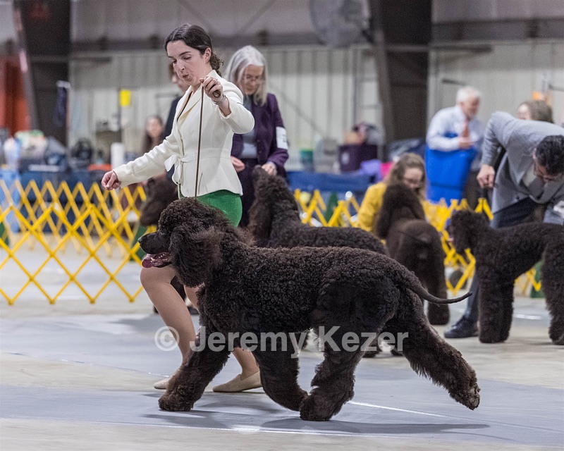 09 - GCH CH POOLE'S IDE RIPTIDE RI DS CGC (Rip)