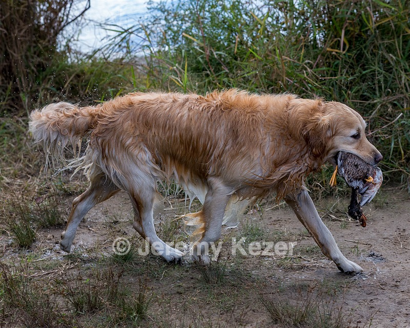 Ghillie Deresienska