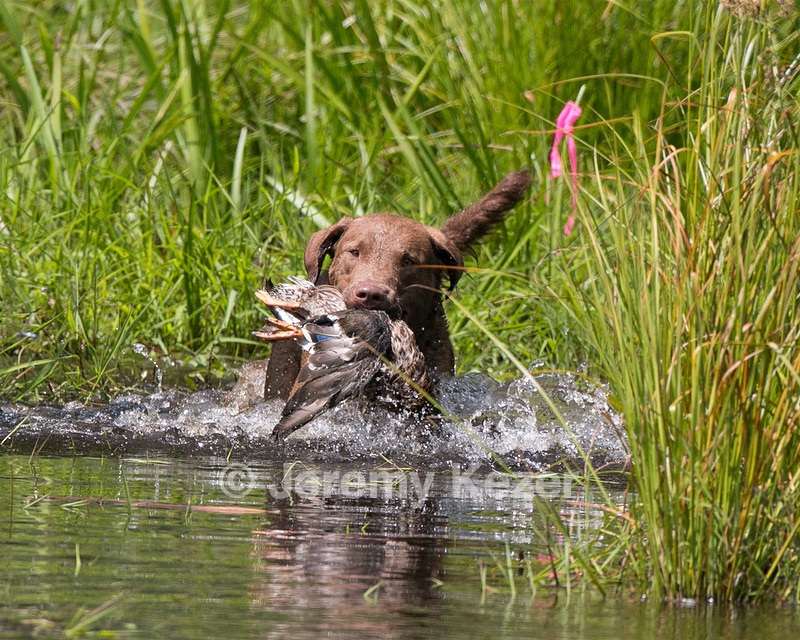 Monster Zajchowski