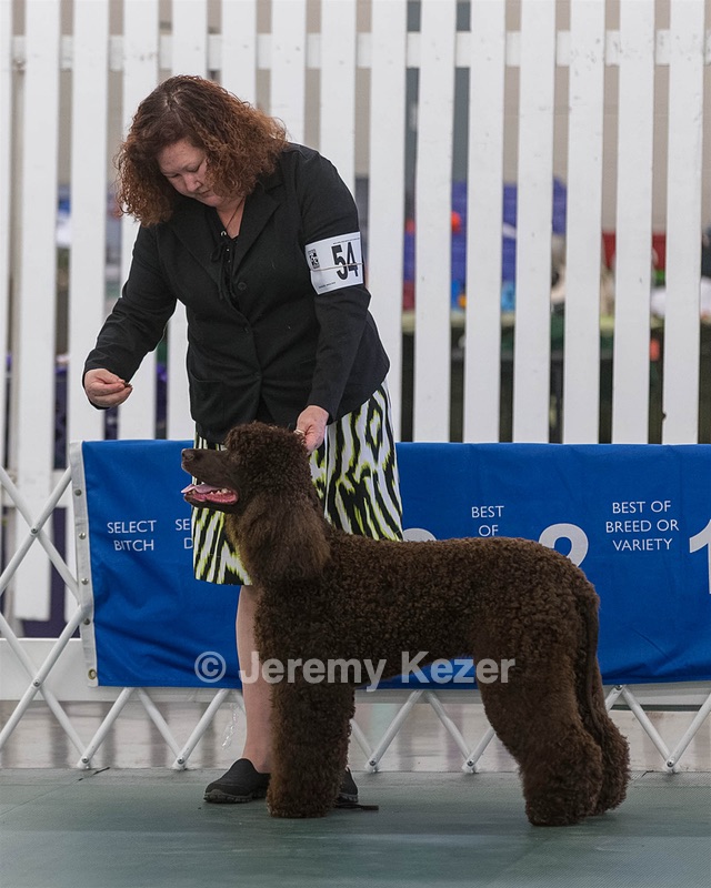 54 - GCH BREKKON BEGINS WITH BEAUFIELD