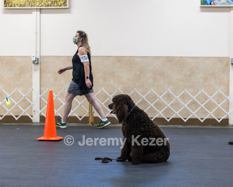 1741 - GCH CH BREKKON'S FIRST MARK CGC