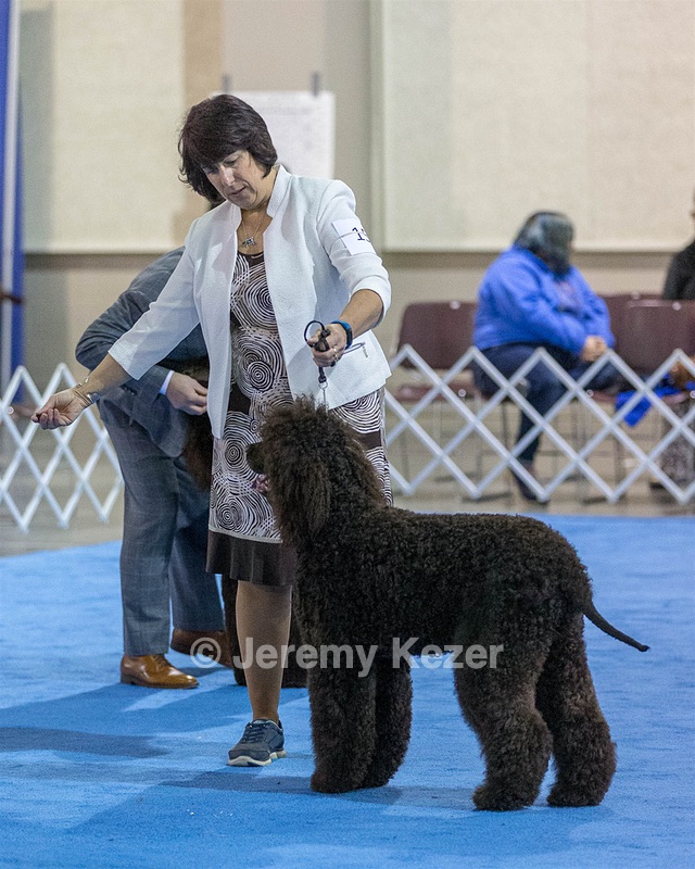 15 - GCH Am/Can CH Chantico's Shelter From the Storm Am/Can CD RN MX AJX OF DS (Reef)