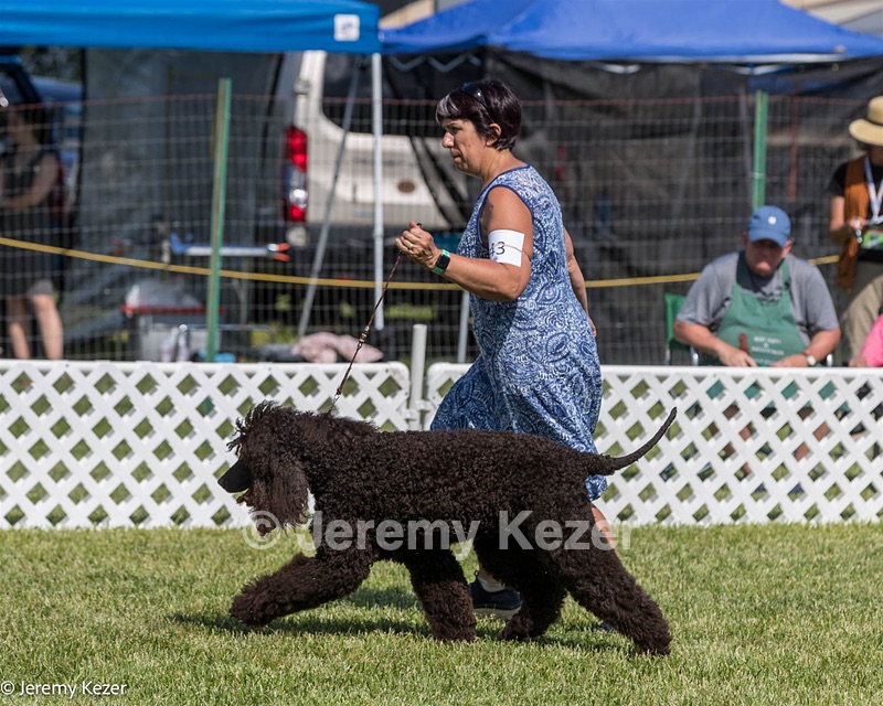 43 - GCH CH Chantico's Shelter From The Storm CD RA MX AXJ MXP2 MJP2 MJPB XF DS (Reef)