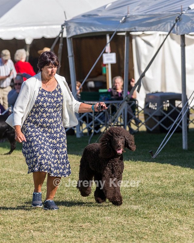 17 - GCH CHANTICO'S SHELTER FROM THE STORM RN XF MX CD RA AXJ (Reef)