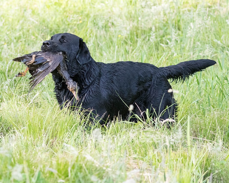 Scout O'Neil