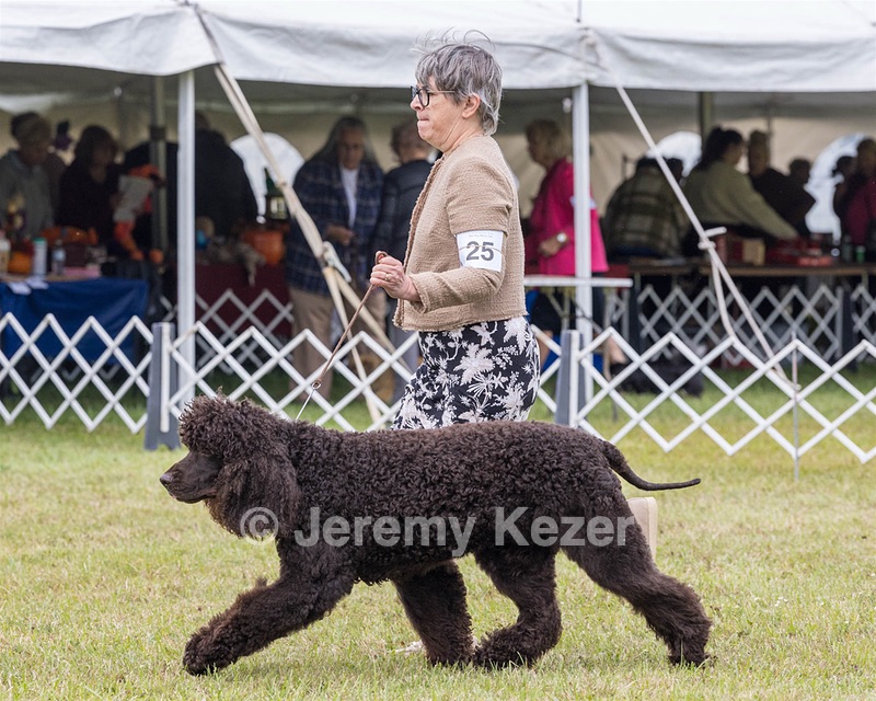 25 - GCH CH POOLE'S IDE RIPTIDE OHS RI DS CGC (Rip)