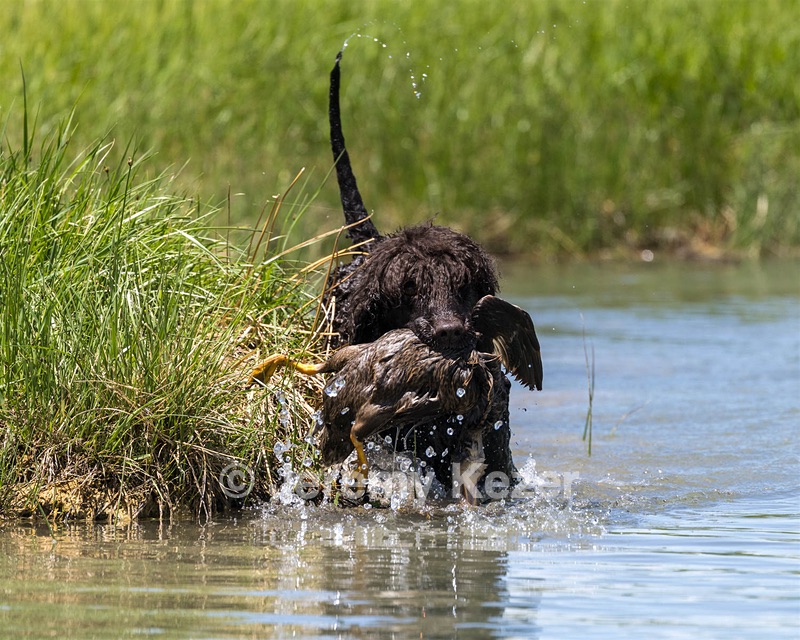Ghillie
