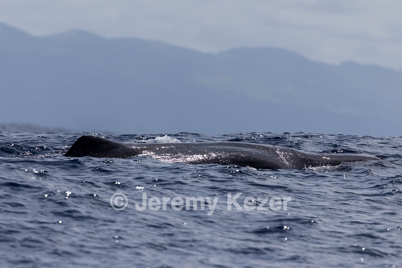 Sperm Whale