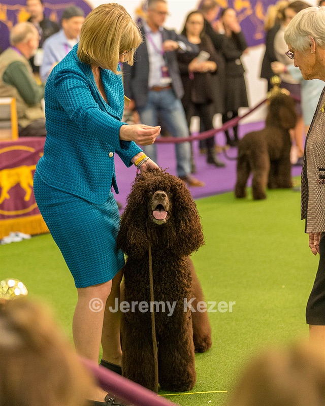 14 - GCH CH Tara's Utter Chaos (George)