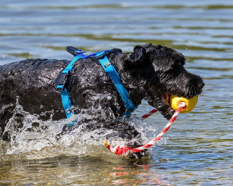 Camo Berger