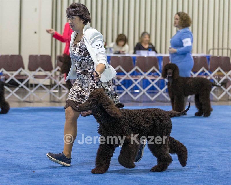 15 - GCH Am/Can CH Chantico's Shelter From the Storm Am/Can CD RN MX AJX OF DS (Reef)