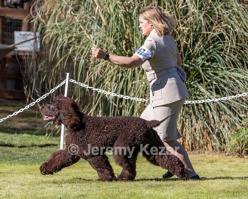 17 - GCH CH FLINTCREST FIVE STAR GENERAL (Grant)