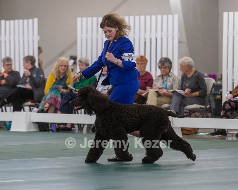35 - GCHB CH FLINTCREST FULL MONTY (Jonny)