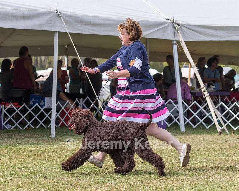 20 - GCH ALL GREEN WI'ENVY V ALPHA NORDIC DS CD RE