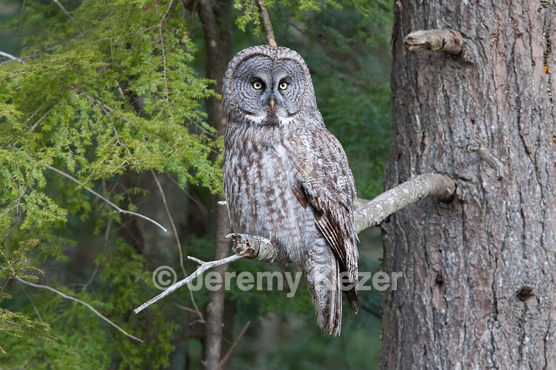 Great Gray Owl, Durham, NH
