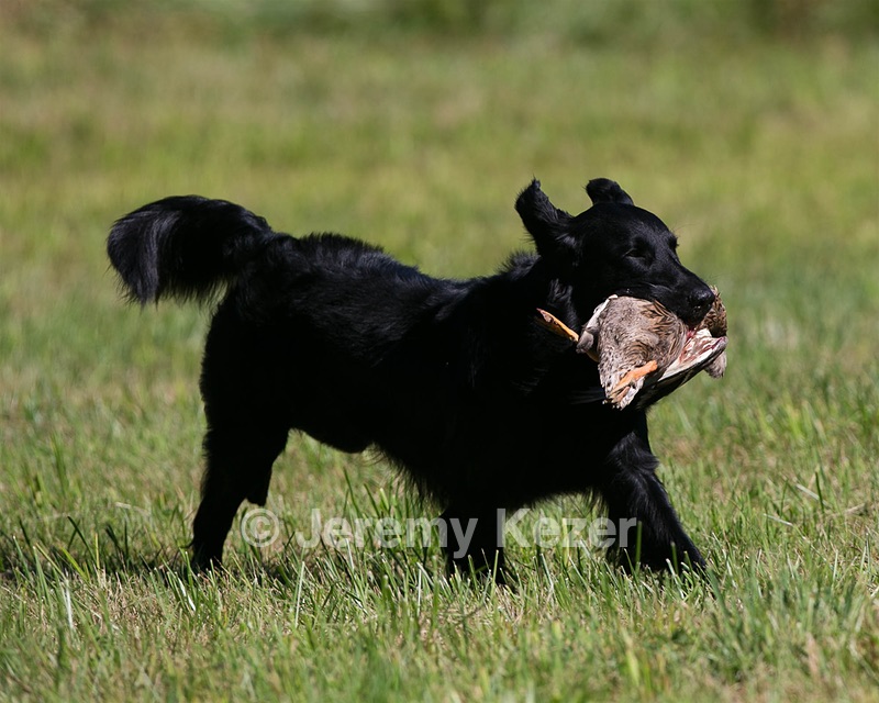 Gunner McCluer