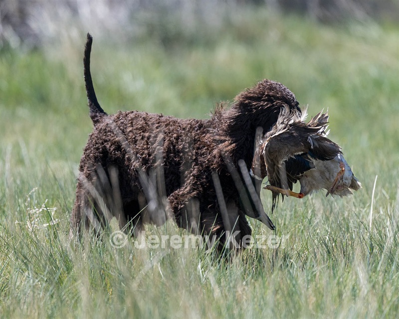 Ghillie