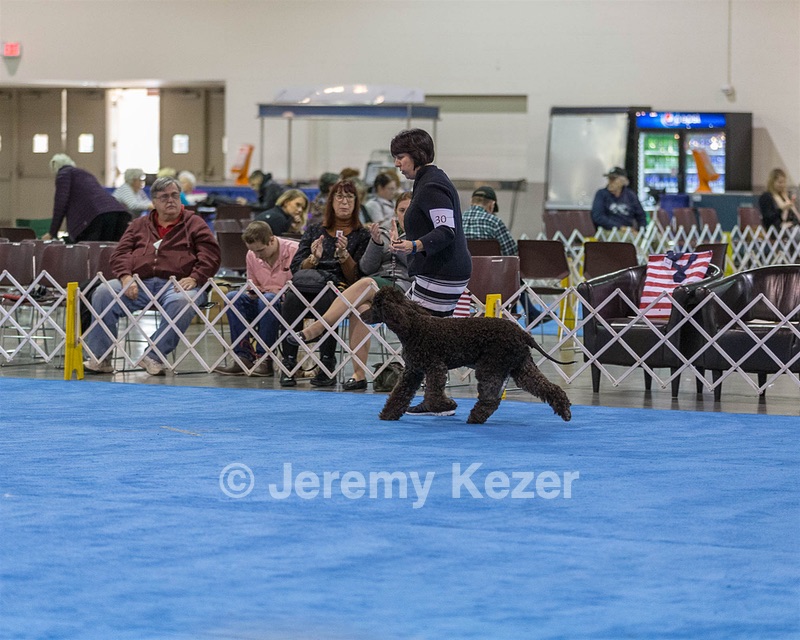 30 - GCH CH Chantico's Spirit In The Surf JH CD RA OA OAJ  NF (Selchie)