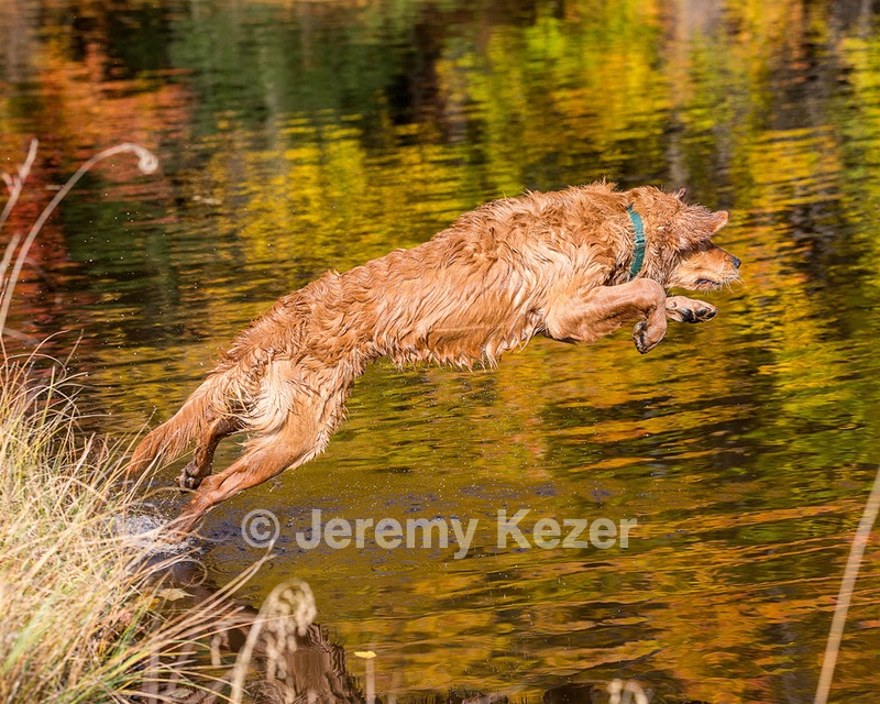 Marsha Wilcox's Pete