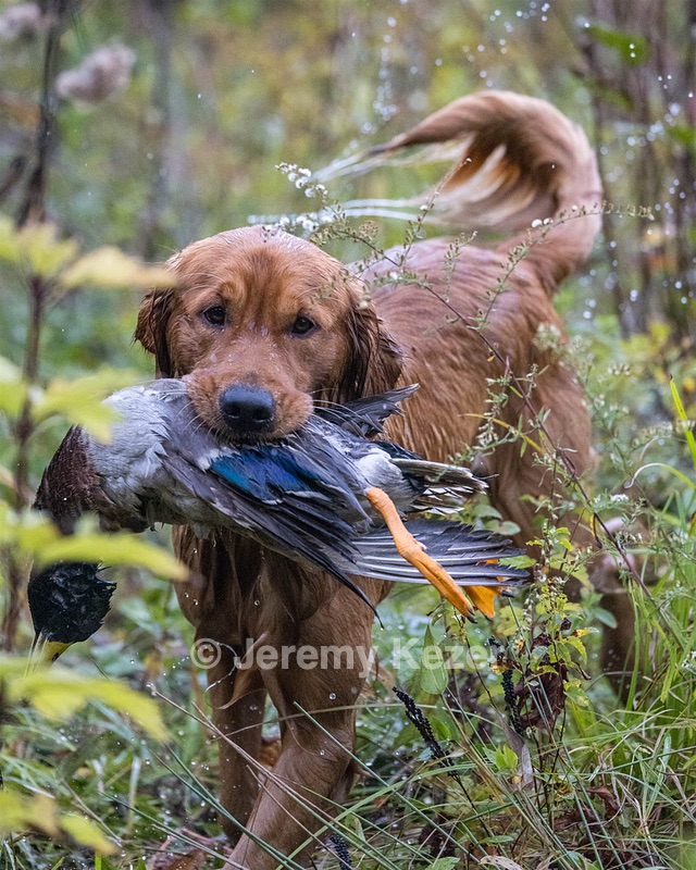 Freddie Siegel