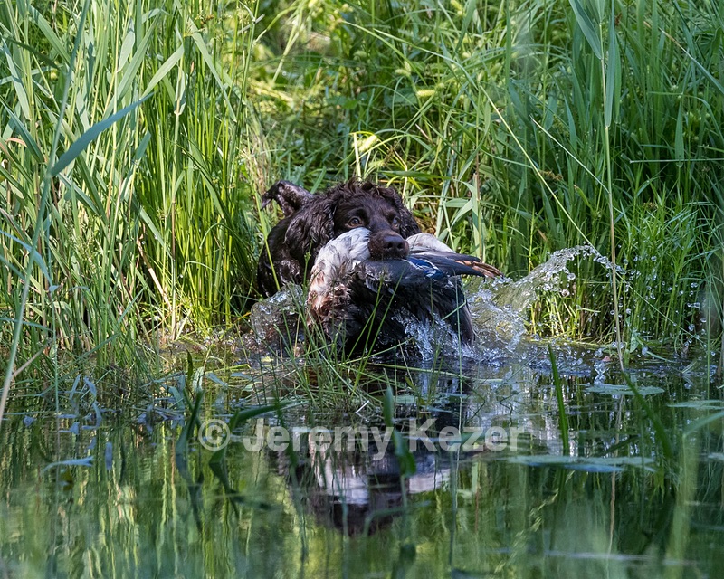 BEAR Krackow