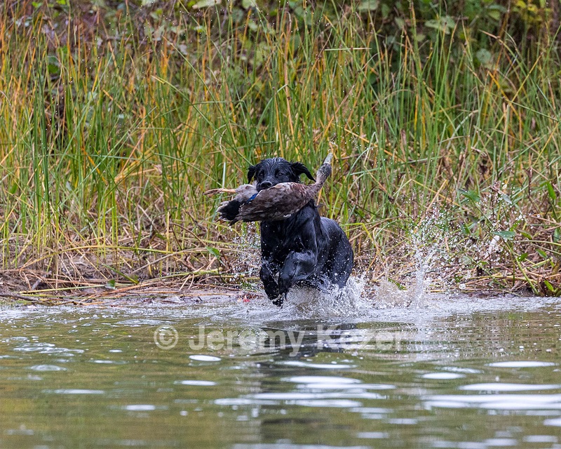 Ripple