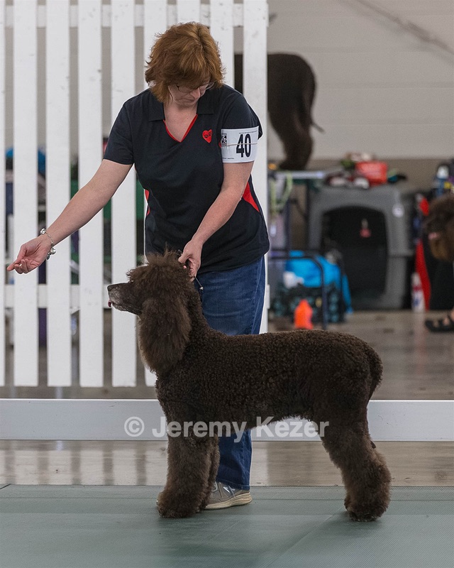 40 - GCH POOLE'S IDE BONNIE BROOK CD RE CGC (Bonnie)