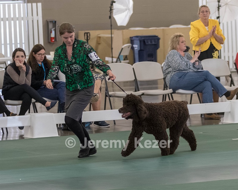 64 - GCH CH CAT N PATS LUCK BE A LADY RN CAX CGC