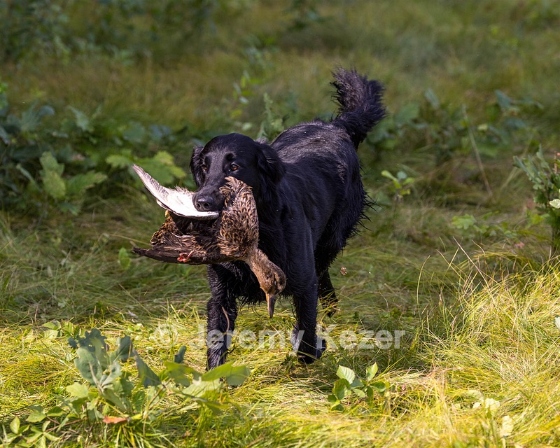 Ziva