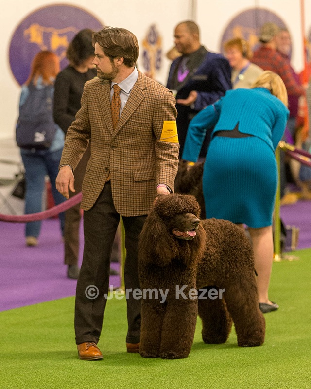 08 - GCH CH Quiet Storm My Boy's Wicked Smart CGCA TKA (Bayes)
