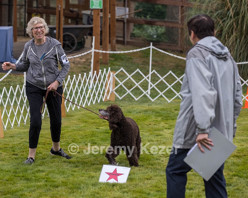 2201 - GCH CH MACH ARROYO'S BEGIN THE BEGUINE MXS MJS MXP MJP MXF T2B2 (Porter)