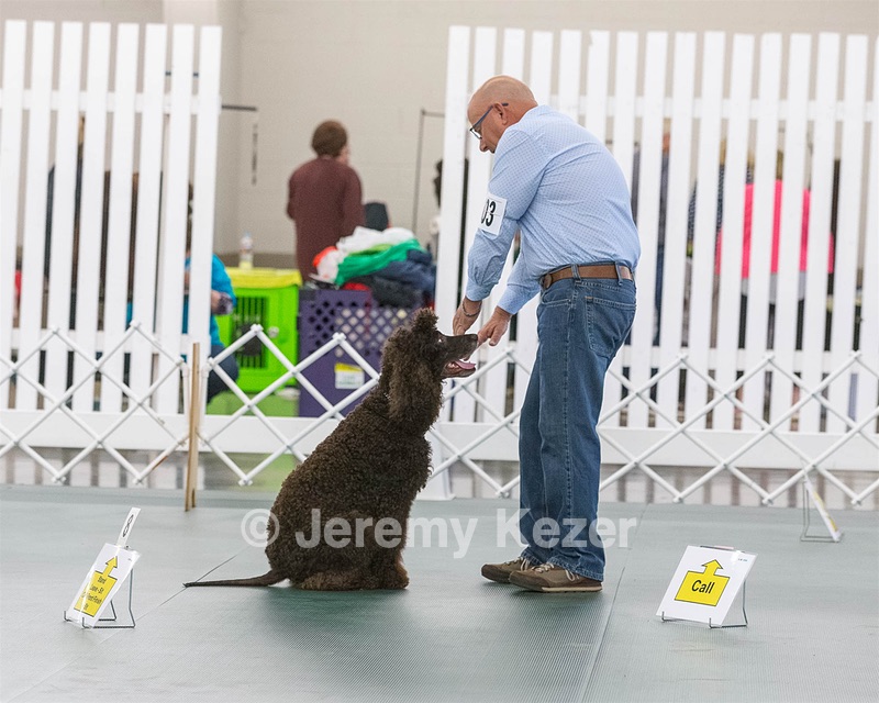 2503 - GCH CH BLACKTHORN'S KEEVA CROMPTON AX AXJ XF RN CGC (Keeva)