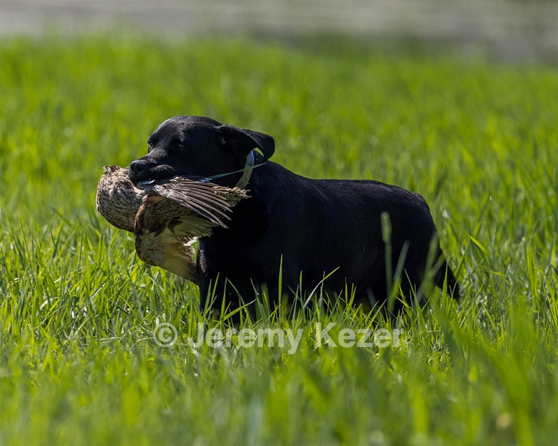 Jessie Buyting