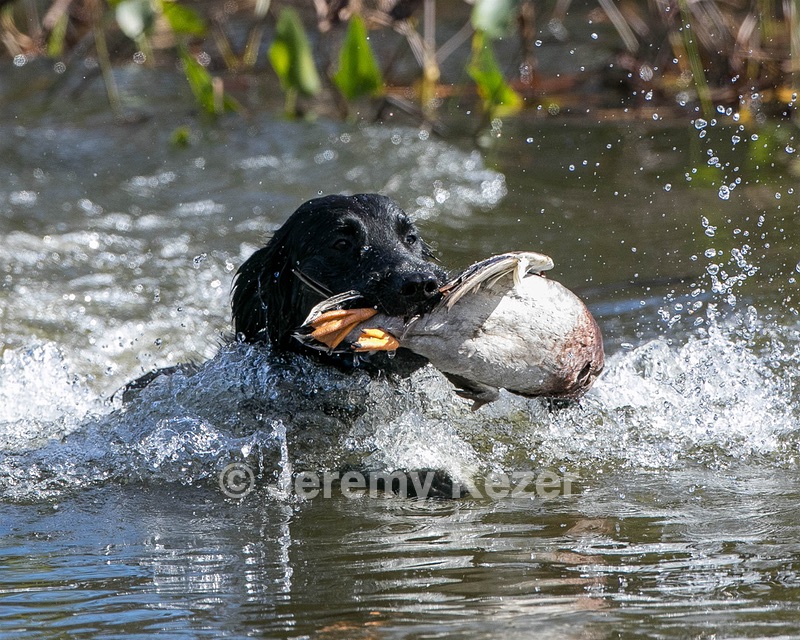 Splash