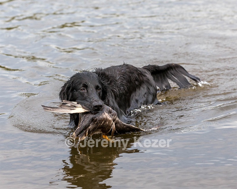 Ripple