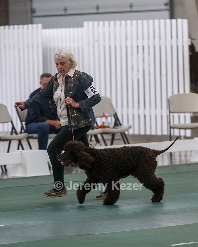 60 - CH CAT'S SISTER SARAH BROWN CA CGCA
