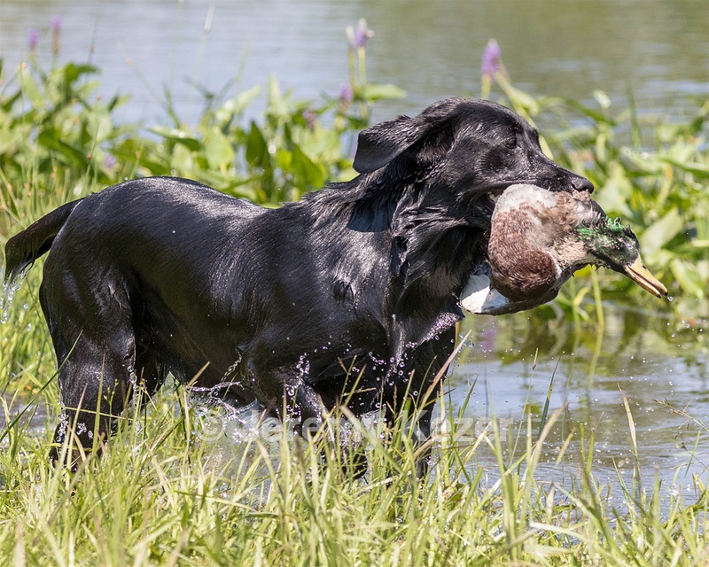 Mattie Crawford