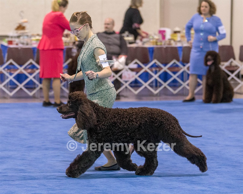 19 - GCH CH Axelhurn Now I'm Here (Marcus)