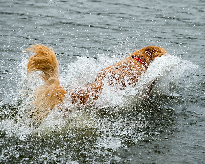 Penny