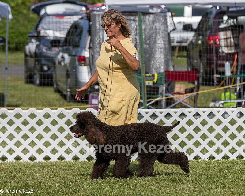 86 - GCH CH Chantico's The Power Of One (Allure)