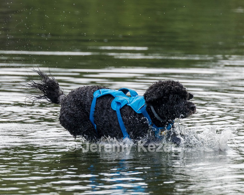 Fenwick Kutner