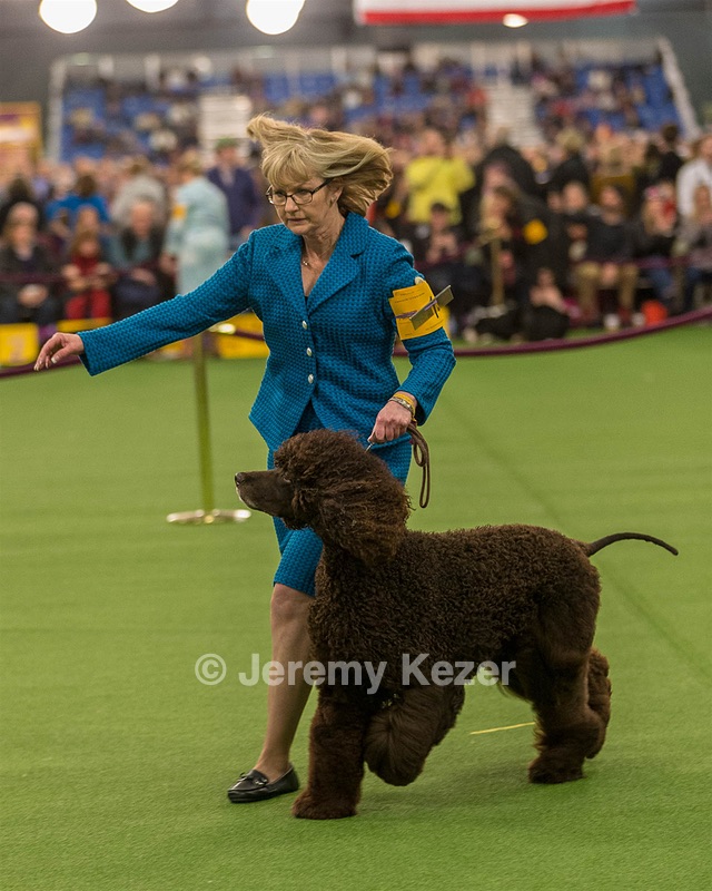 14 - GCH CH Tara's Utter Chaos (George)