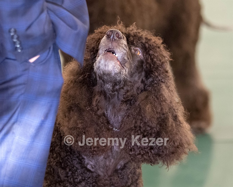 66 - GCH CH BLACKTHORN'S KEEVA CROMPTON AX AXJ XF RN CGC (Keeva)