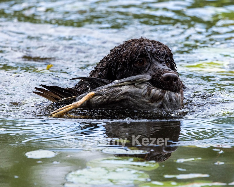 Ghillie Kezer