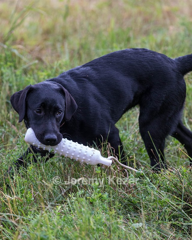 Josie
