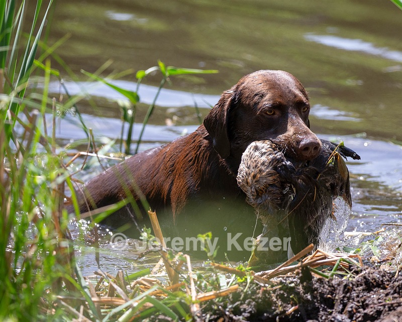 Otter Donlon