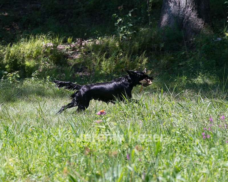 Onyx Klein