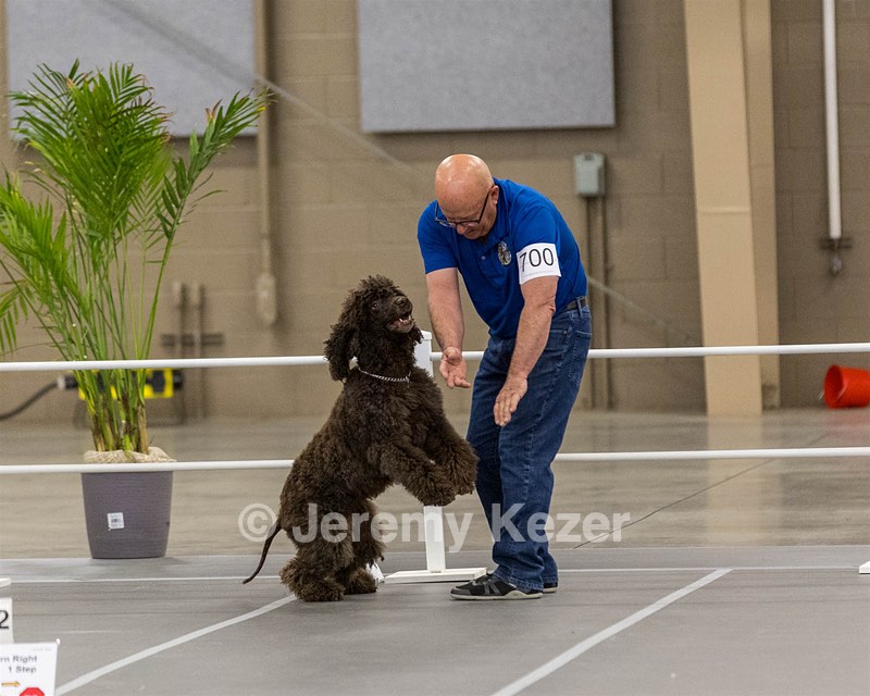 700 - GCH Blackthorn’s Lass That Loves A Sailor in Wicklow CD RM CGC